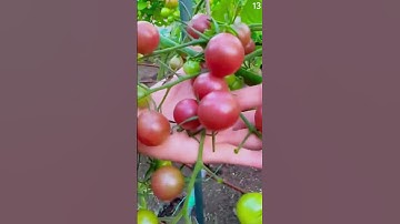 Panen tomat sangat memuaskan di kebun dengan super mudah #shorts