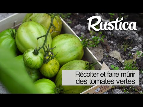 Vidéo: Faits sur la maturation des tomates - Les tomates mûrissent-elles de l'intérieur vers l'extérieur