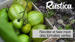 Récolter Et Faire Mûrir Les Tomates Vertes Récolter Et Faire Mûrir Les Tomates Vertes