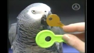 Алекс самый умный попугай планеты Говорящий попугай