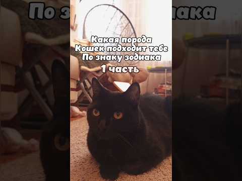 КАКАЯ ПОРОДА КОШЕК