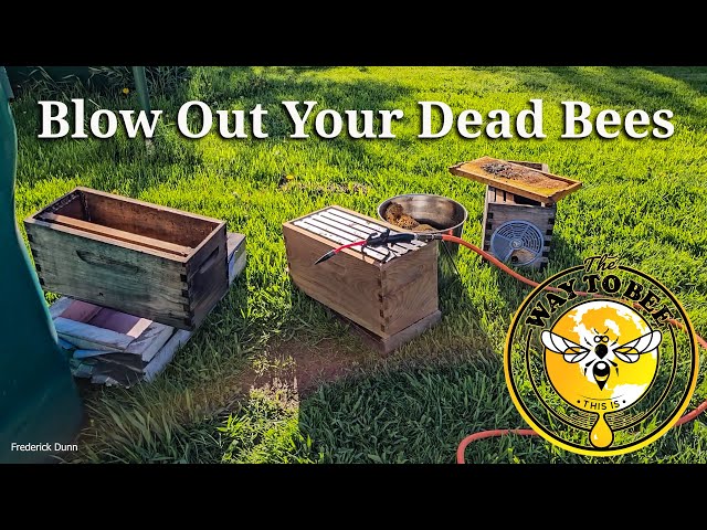 Remove Dead Bees From Honey Comb with LP Air, Beekeeping Quick Tip, Dead-Out cleanup. class=
