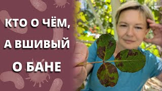 видео: БОЛЕЗНИ МОИХ РОЗ В АВГУСТЕ. 15 августа 2024г. картинка: БОЛЕЗНИ МОИХ РОЗ В АВГУСТЕ. 15 августа 2024г.