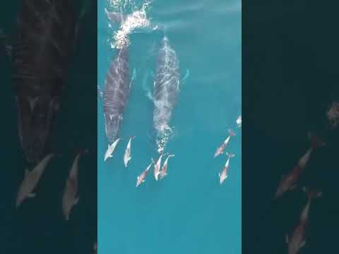 Setenta jubartes e centenas de golfinhos no canal de Ilhabela e São Sebastião.