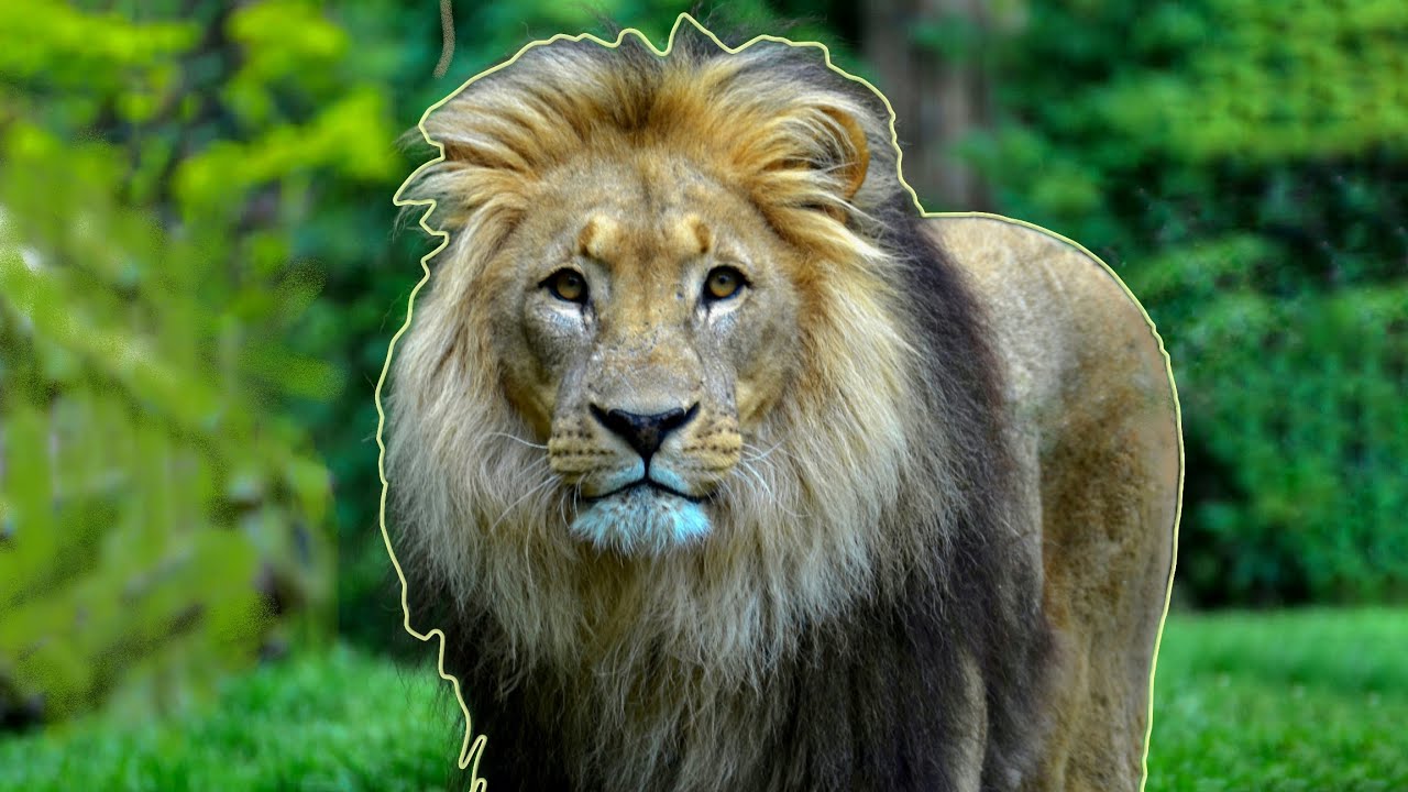 Lions Roaring Compilation (HD) Sound Effect YouTube