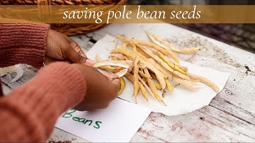 how to harvest and save pole bean seeds