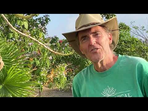 Video: Informazioni sulla pianta di Calotropis: scopri i tipi di Calotropis per il giardino