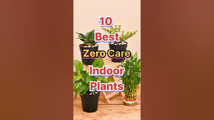 Make your home beautiful with these Zero Care Indoor Plants🪴 | Top 10 Indoor Plants For Home🏡 #sh...