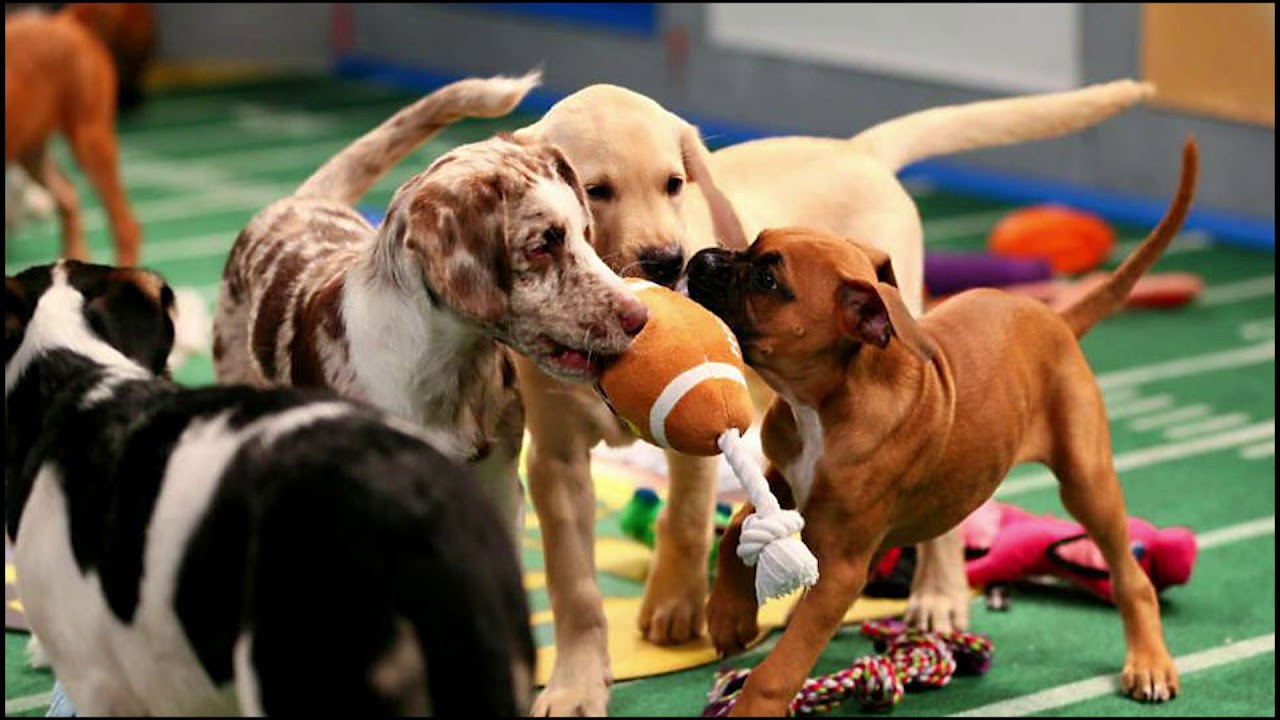 Puppy Bowl 2019 Will Fluff or Ruff win on Super Bowl Sunday YouTube