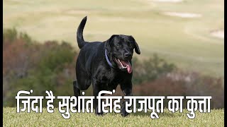 sushant singh rajput death inside story || सुशांत सिंह राजपूत के कुत्ते की हुई मौत ||