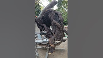 CÂY MUỘI HỒNG CÓ ĐƯỜNG THÂN QUÁ ĐẸP #bonsai #shortvideo #caycanh