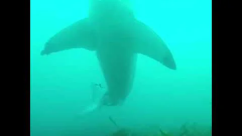 Cape Schanck Great White encounter