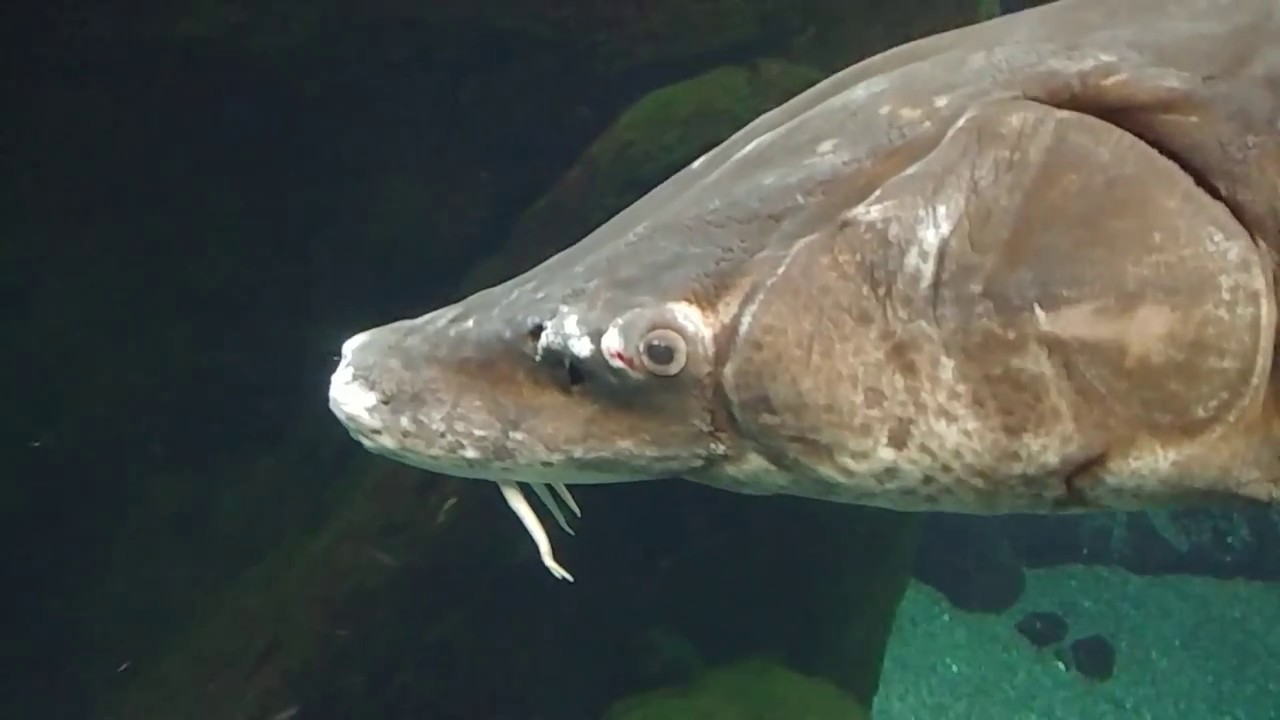 Aquarium. Montreal Biodome Biodôme de Montréal. February, 2018 YouTube