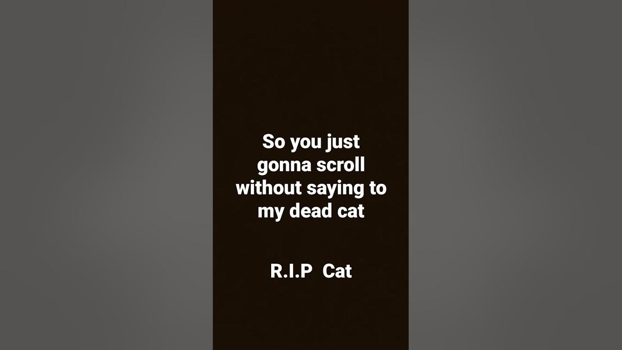 my-cat-died-viral-youtube