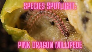 C*O様 Dyckia ‘Pink Millipede’ mqdefault.jpg