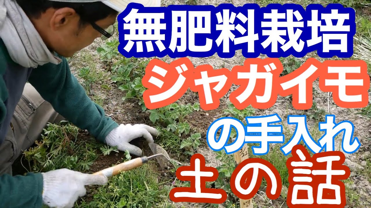 Natural farming 自然栽培ジャガイモ 知育 シュタイナー教育