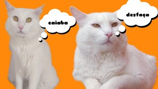 Ensinando Educação comportamental by Floquinho o Gato 31 views 1 year ago 2 minutes, 53 seconds