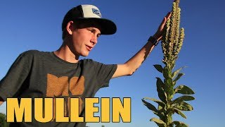 WILDsides: Top Five Uses for Mullein