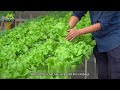 20 Days Hydroponic Vegetables Growth