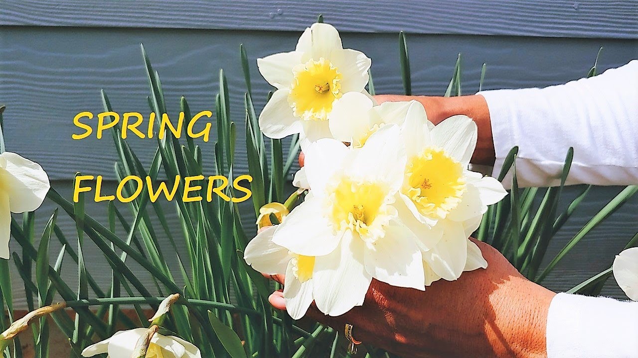 How I care for my Spring Flowers Garden Tour for Spring Flower Ideas