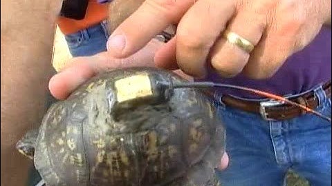 103 - Tracking Turtles