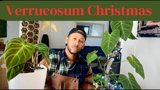 Philodendron Verrucosum Varieties & Care