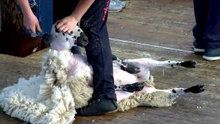 Cneifio Dosbarth Menywod - Rhagras 1 | Women's Shearing - Heat 1