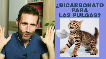 ¿Es seguro el bicarbonato de sodio para los gatos?