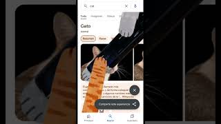 Cat easter egg google 😎#cat #google #easteregg Profile