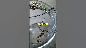 Why Don’t Spiders Stick to Their Own Webs? 🕸️ Nature’s Genius!