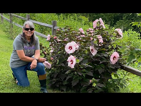 Video: 4. zonas izturīgs hibisks - vai 4. zonas dārzos ir kādi hibiska augi