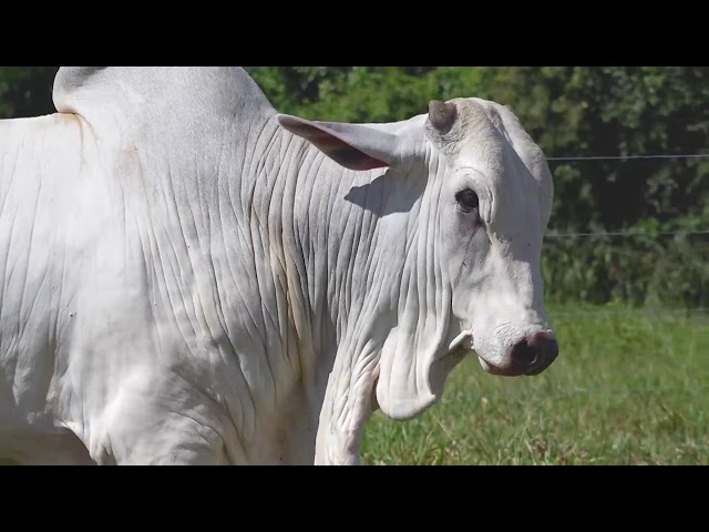 Lote 20  - SINO 1590 - Leilão Touros Sino Agropecuária