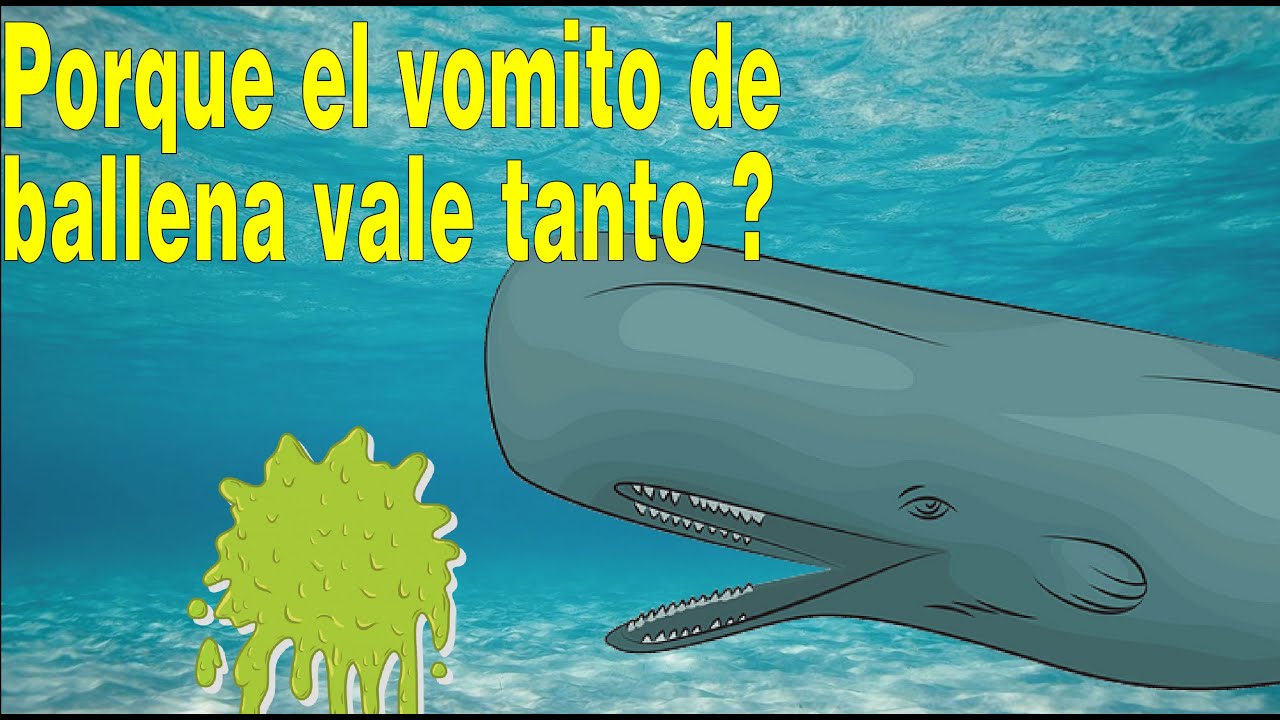 Por qué el vomito de ballena vale tanto ? ámbar gris a PRECIO DE ORO el