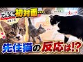 【初対面】保護した子猫を先住猫に会わせたら…まさかの反応に！？