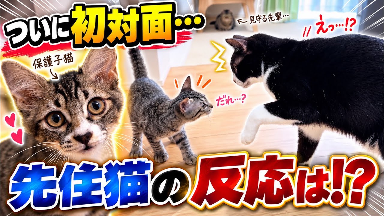 【初対面】保護した子猫を先住猫に会わせたら…まさかの反応に！？