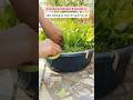पालक की third time Harvesting 🥰/ #shorts #ytshorts #harvest #garden