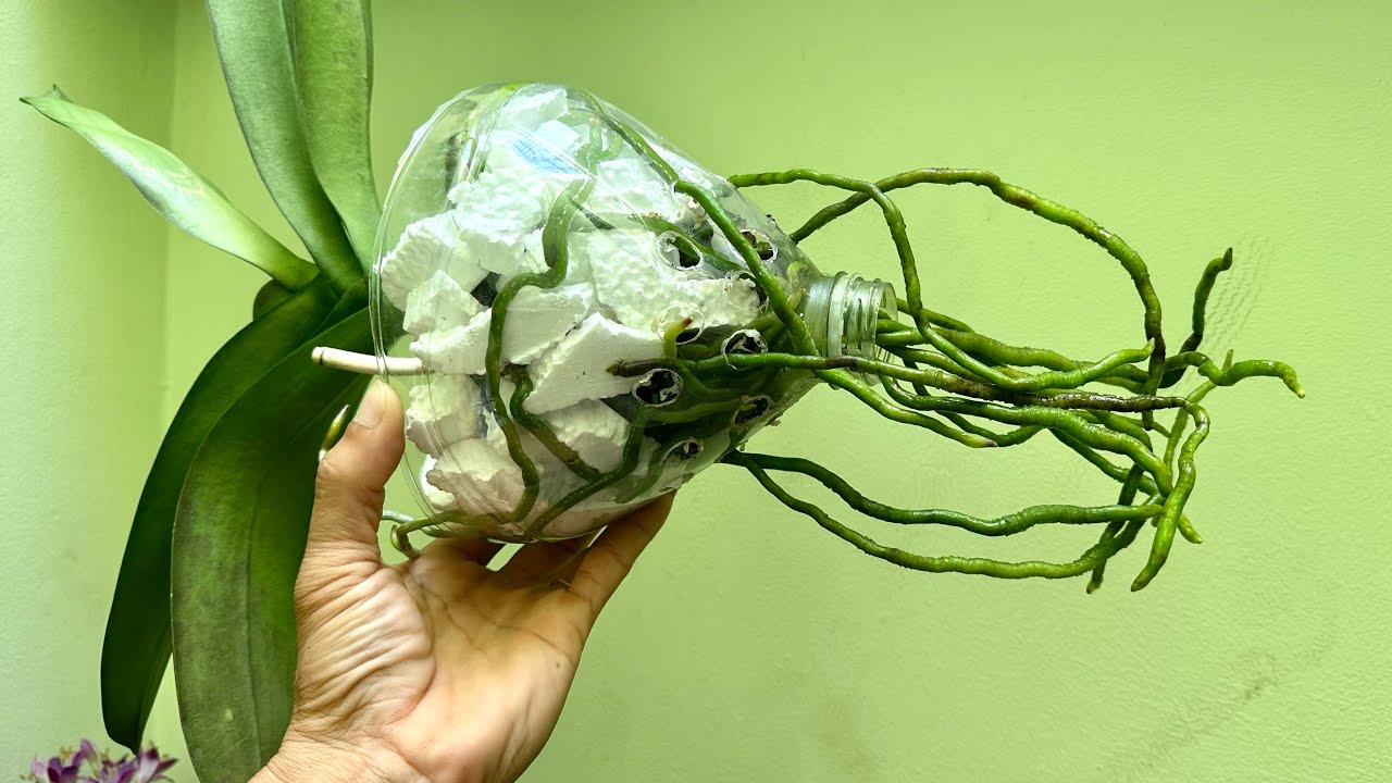 Sự Phát Triển Rất Kinh Ngạc Của Bộ Rễ Khi Trồng Cây Lan Yếu Với Cách ...