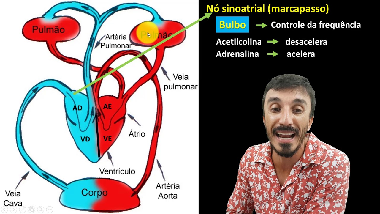 Em Relação à Circulação Humana é Incorreto Afirmar
