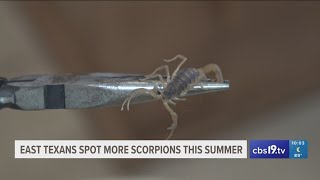 East Texans finding more scorpions in the intense heat