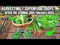 Harvesting 7 Superfood Crops After the Storms 28th February 2026