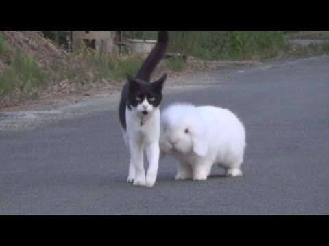 「まるできょうだい」 猫とウサギ一緒に散歩