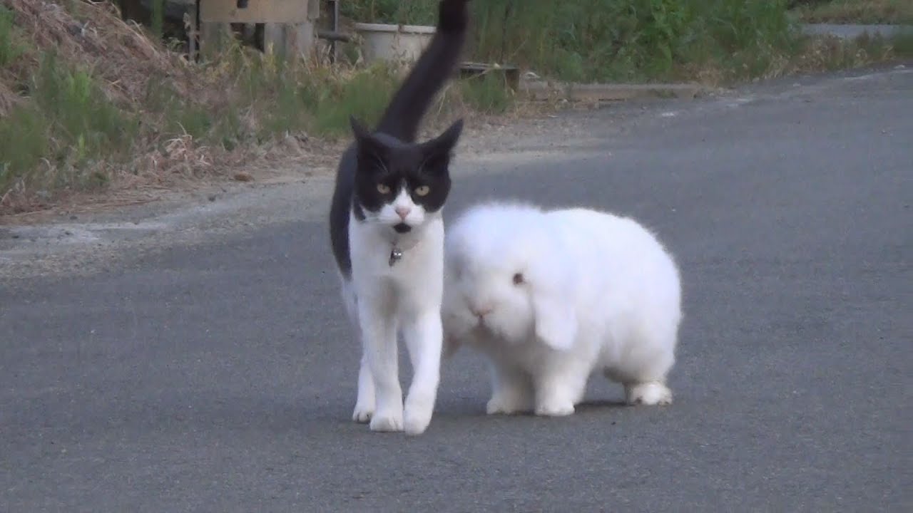 まるできょうだい 猫とウサギ一緒に散歩 Youtube