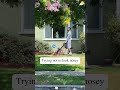 "The Busy Nosy Neighbor"[Neighbor]#neighbor#police#viral#usa#fyp