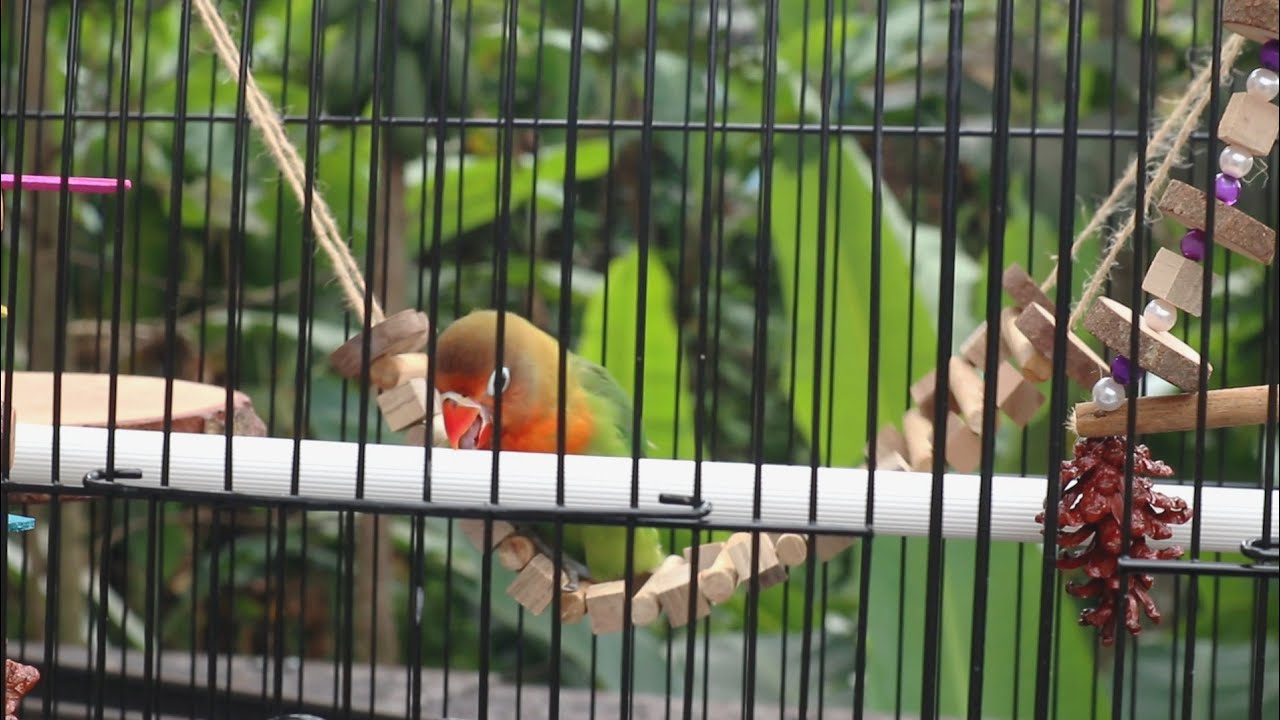 Membuat Kandang Baru Untuk Lovebird (Larry) Dari Pinus 