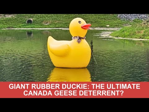 Is this the best Canada Geese Deterrent of all time?