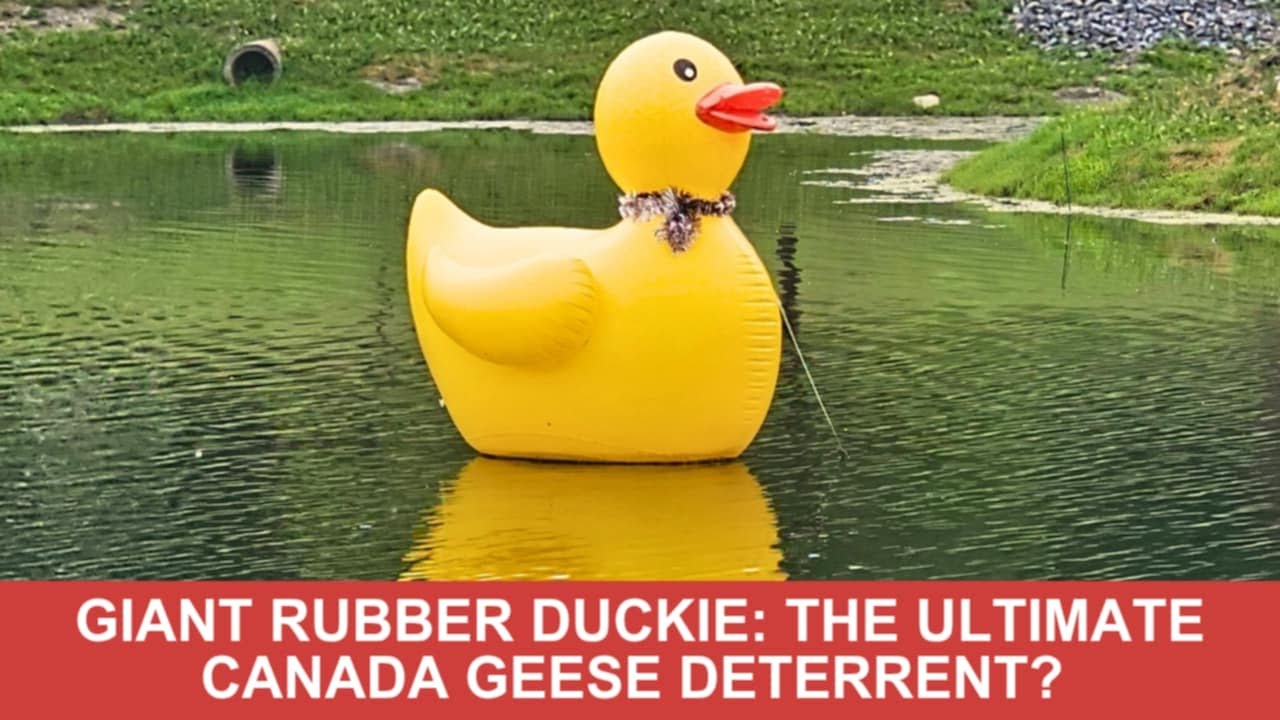 Is this the best Canada Geese Deterrent of all time?