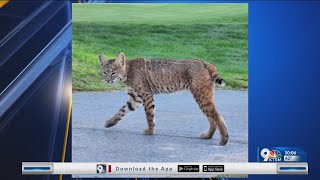 Residents concerned over large predatory cats in Las Cruces neighborhoods