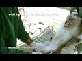 Primate trade exposed by NAVS in Mauritius: Just a pinprick