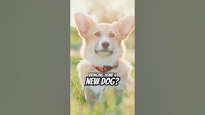 You Only Bring Home A New Dog Once 🥺🏡🐶