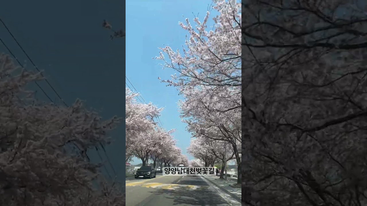 #양양남대천벚꽃길 #양양 #벚꽃 #양양여행 #벚꽃명소 #벚꽃놀이 #양양벚꽃 #송이조각공원
